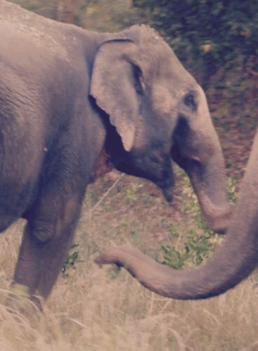 Photo of Jim Corbett- The Days and Nights 3/8 by Ish
