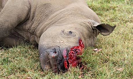 Photo of Will White Rhinos go extinct? 2/4 by Ish