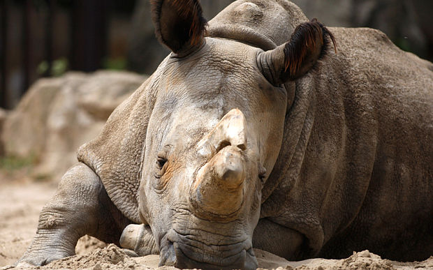 Photo of Will White Rhinos go extinct? 3/4 by Ish