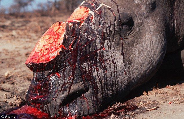 Photo of Will White Rhinos go extinct? 4/4 by Ish