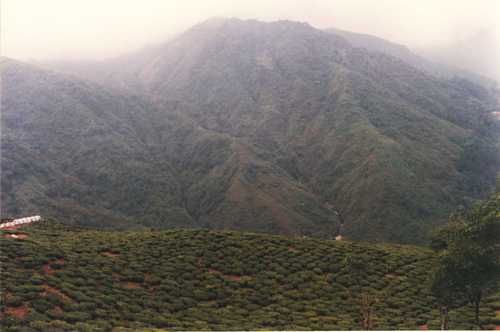 Photo of Darjeeling, West Bengal, India by Nancy & Joseph Gill