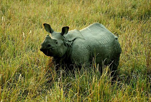 Photo of Pobitora Wildlife Sanctuary, Pabitara, Assam, India by Nancy & Joseph Gill