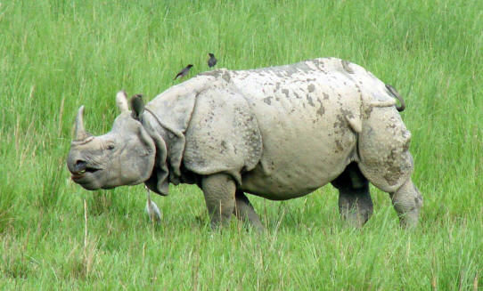 Photo of The Big Fat Indian Adventure: Part 2 (N.E. India) 6/10 by Nancy & Joseph Gill