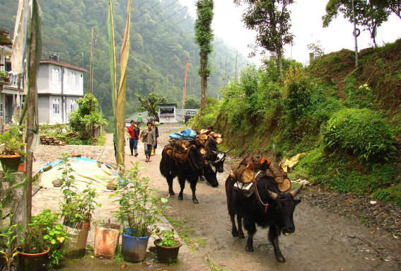 Photo of The Big Fat Indian Adventure: Part 2 (N.E. India) 8/10 by Nancy & Joseph Gill