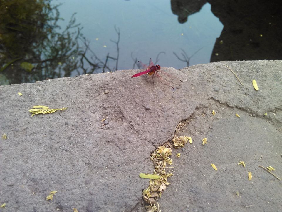 Photo of A day in chandigarh by saurav sharma