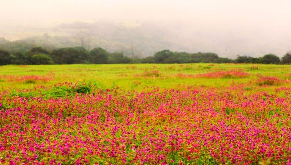 Photo of Kaas Plateau of Flowers, Maharashtra by The Pumped Traveller