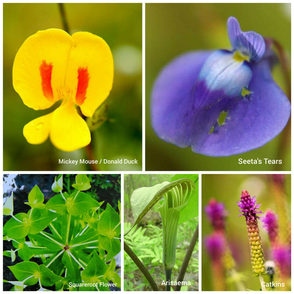 Photo of Kaas Plateau of Flowers - Maharashtra's Spectrum Of Colours! by The Pumped Traveller