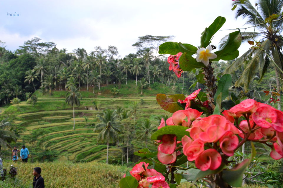 Photo of Turning into Balinese by Indu Wary