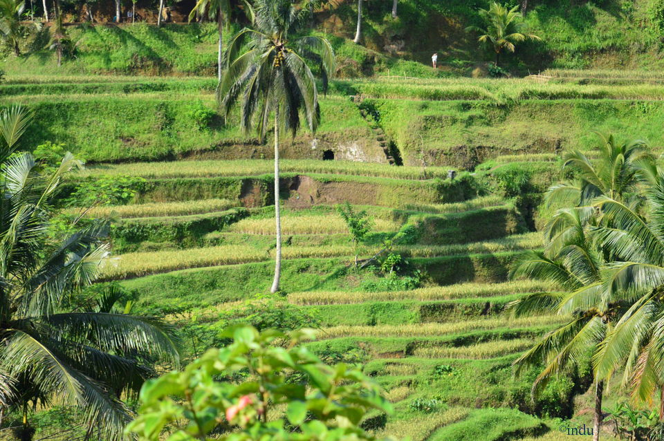 Photo of Turning into Balinese by Indu Wary