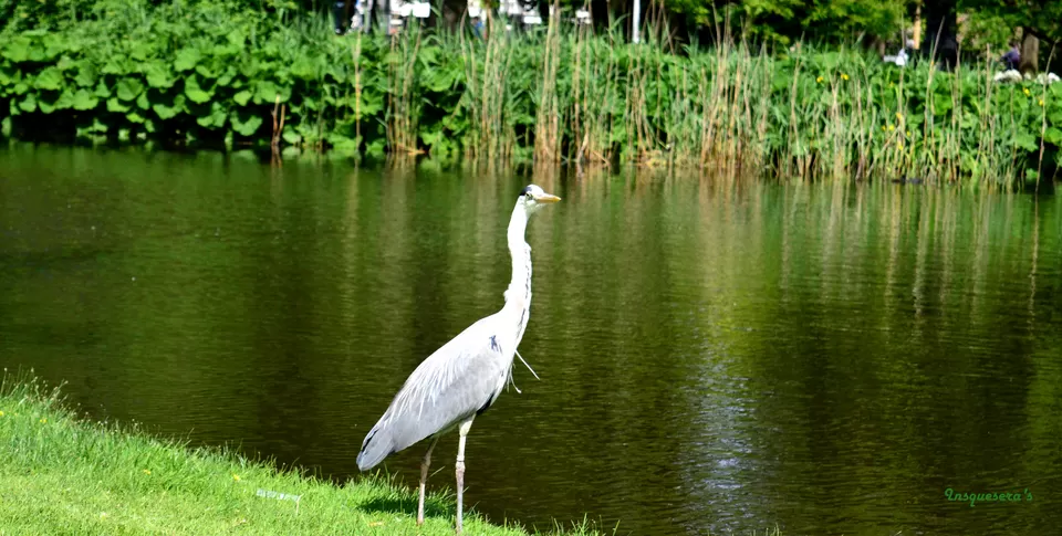 Photo of Vondelpark, Amsterdam, Netherlands by Indu Wary