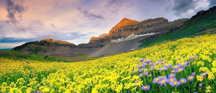 Photo of Valley of flowers, Ghangaria, Uttarakhand, India by Prajesh Rawat