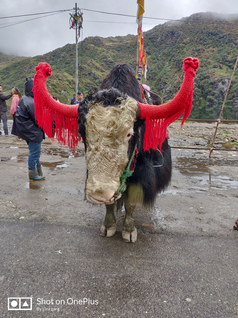 Photo of Nathu La, Sikkim by pankhi lahkar