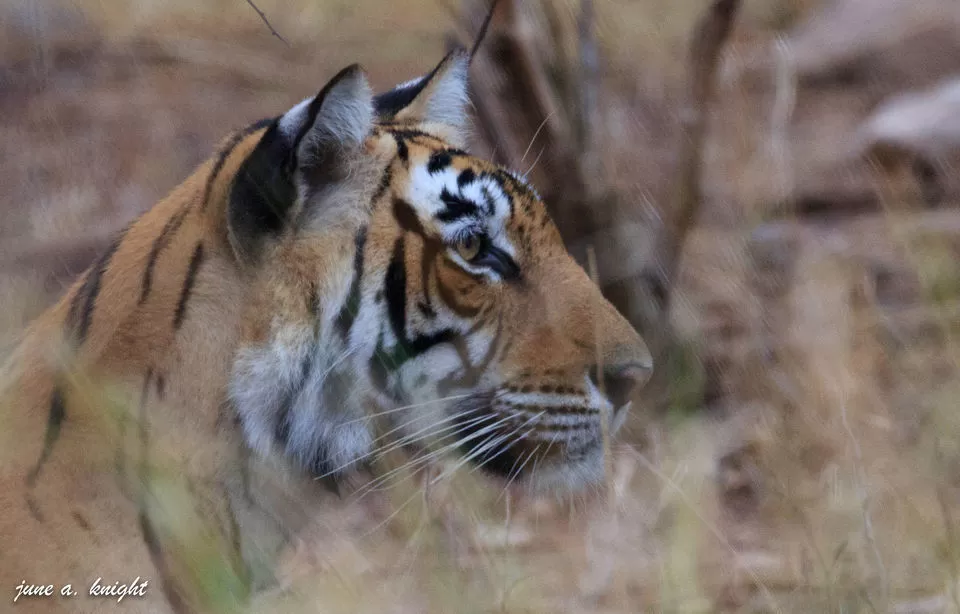 Photo of Ranthambore Tiger Reserve, Sawai Madhopur, Rajasthan, India by Disha Kapkoti