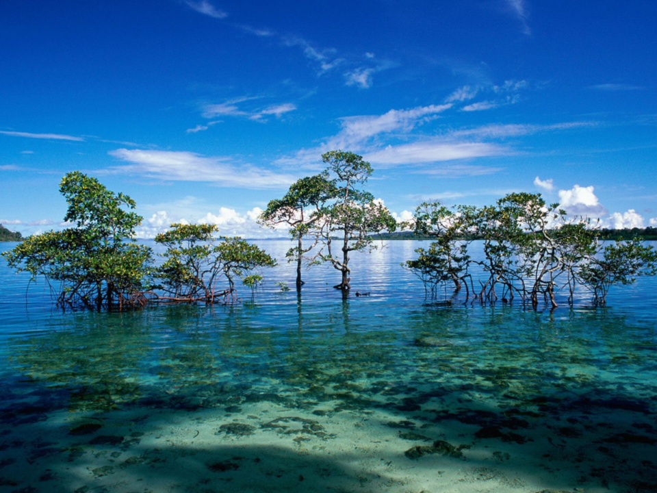 Photo of Andaman and Nicobar Islands, India by Disha Kapkoti