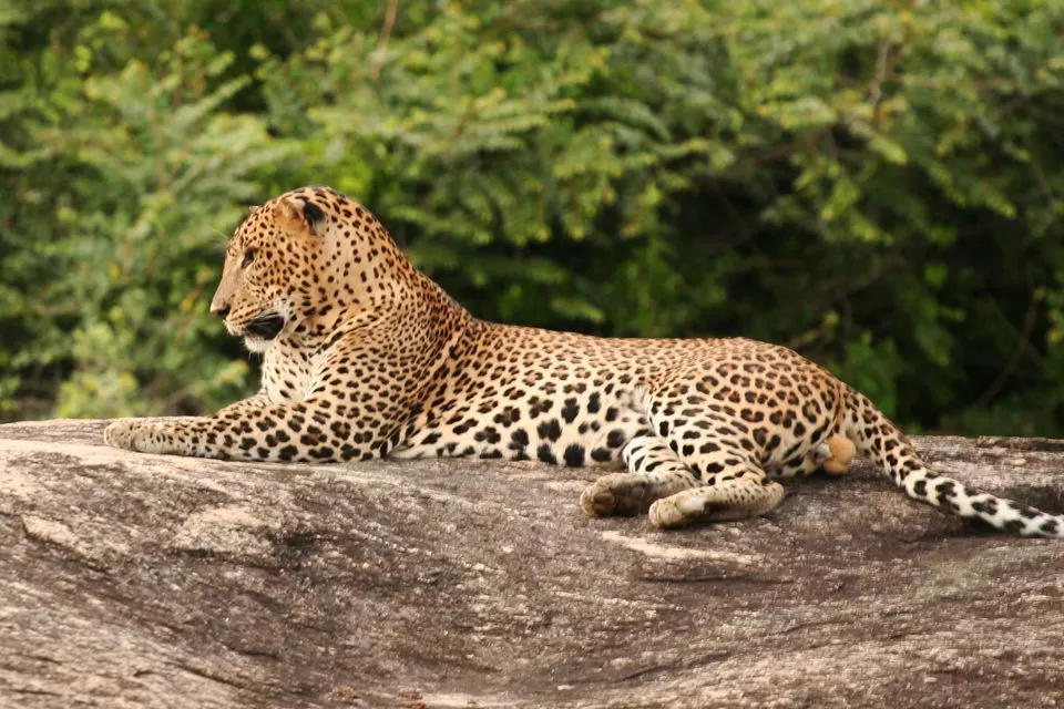 Photo of For Your Next Long Weekend, Head To This Uber-Exclusive Resort Near Yala National Park in Sri Lanka by Aakanksha Magan