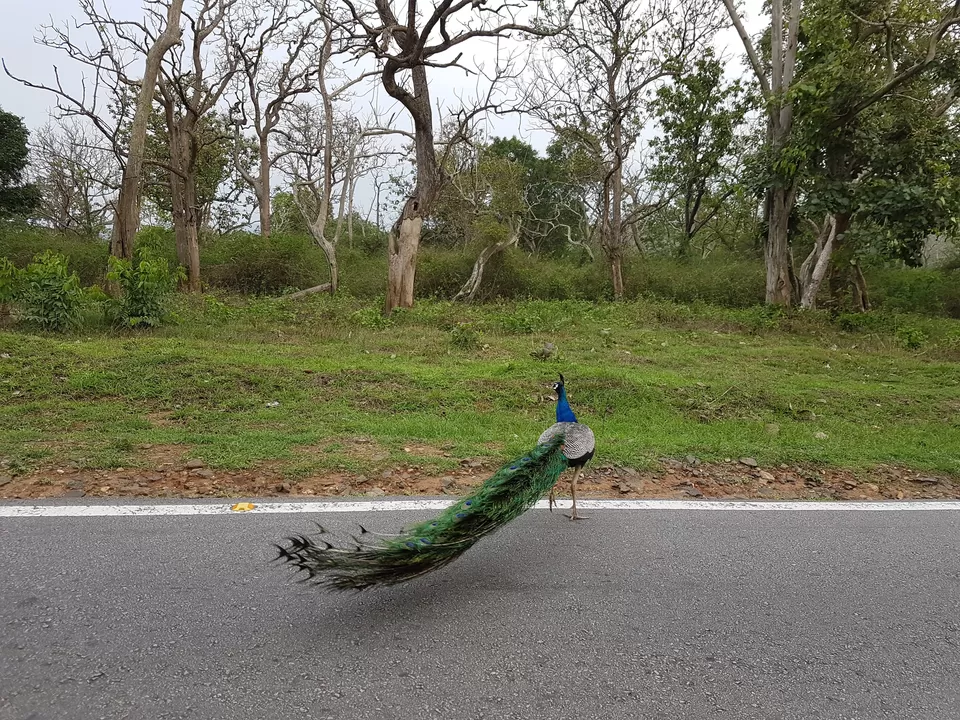 Photo of Bandipur National Park, Bandipur, Karnataka, India by Prakash Pali