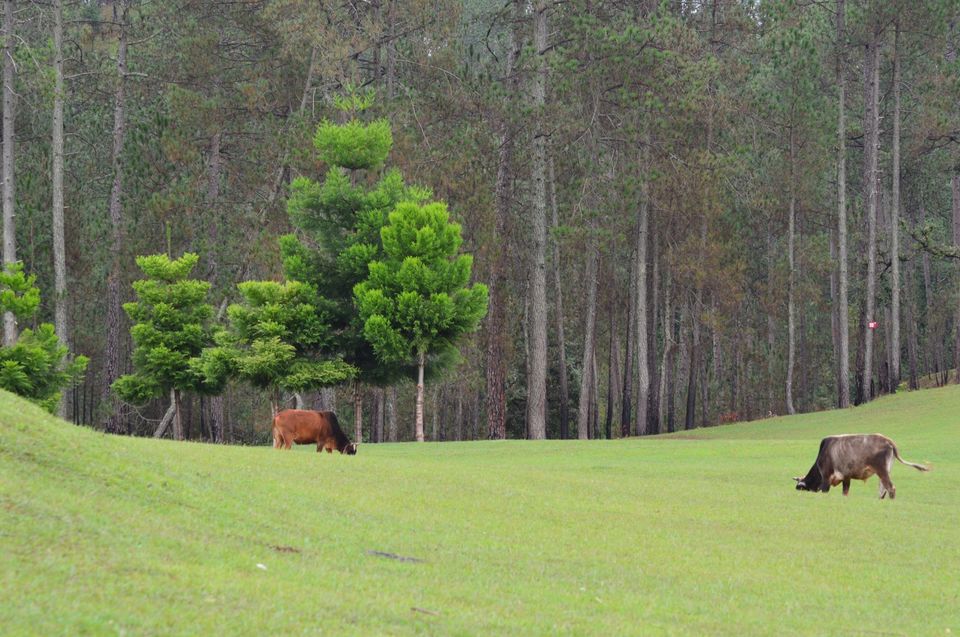 Photo of Backpacking in Ranikhet, UK 10/23 by Prashant K Haldar
