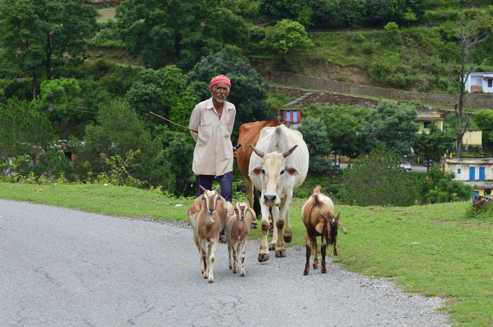 Photo of Backpacking in Ranikhet, UK 14/23 by Prashant K Haldar