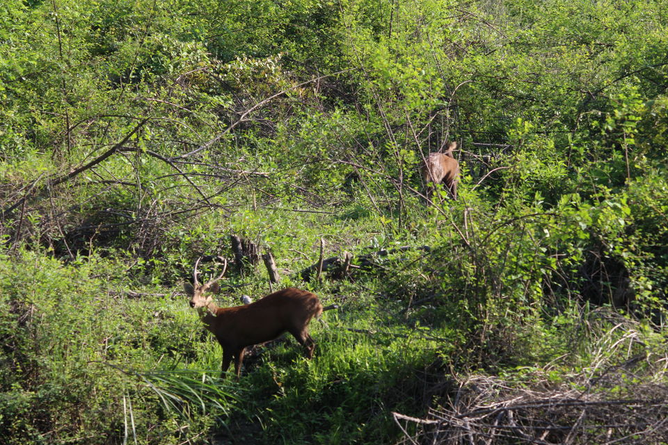 Photo of Kaziranga National Park, Assam, India by Sambhav Poddar