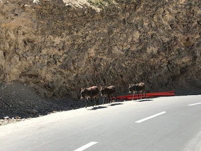 Photo of How Heavenly Spiti Almost Pushed Me to The Heaven! 5/7 by Kunal Diwakar