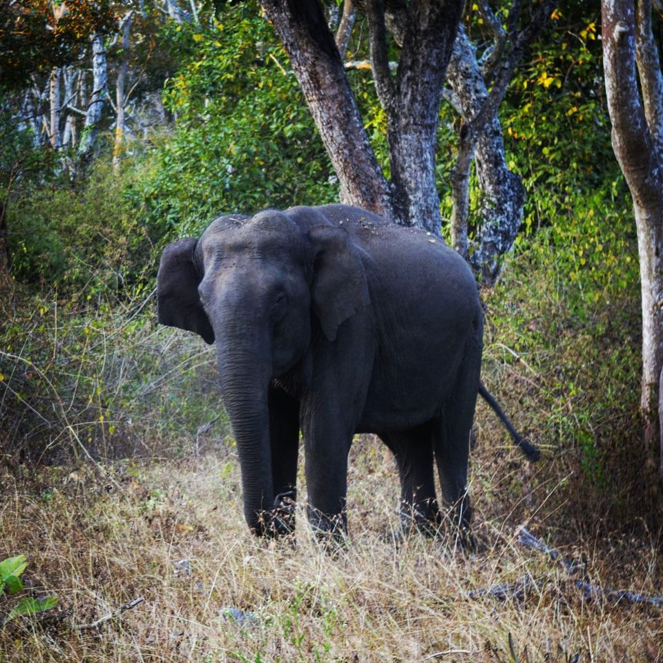 Photo of Valparai, Tamil Nadu, India by Siju Sebastian
