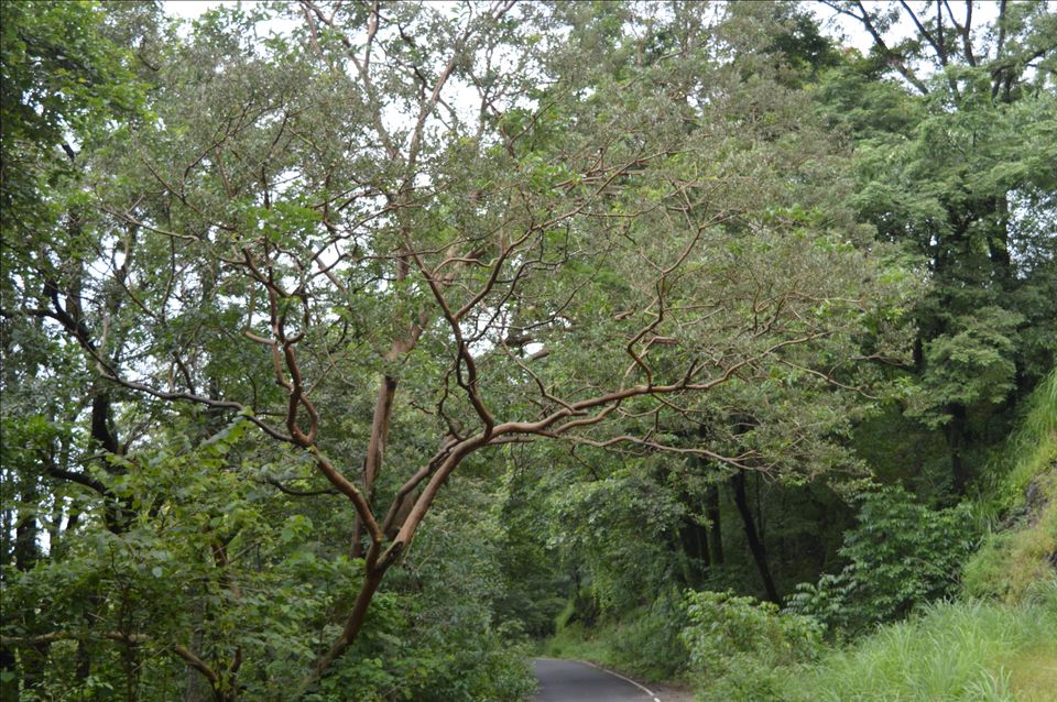 Photo of Valparai, Tamil Nadu, India by Siju Sebastian