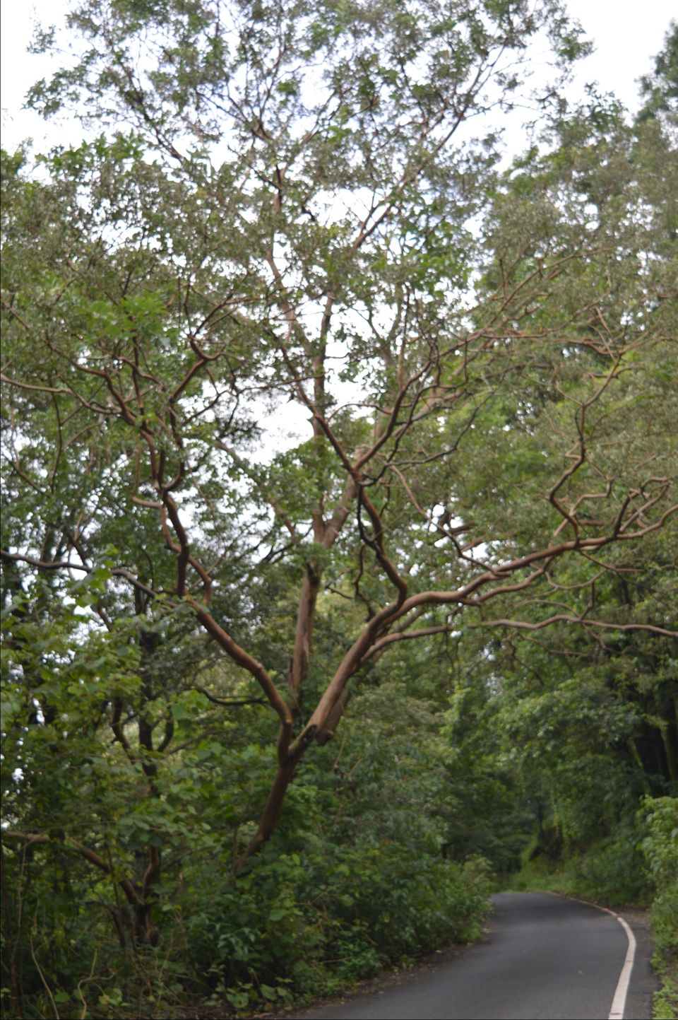 Photo of Valparai, Tamil Nadu, India by Siju Sebastian