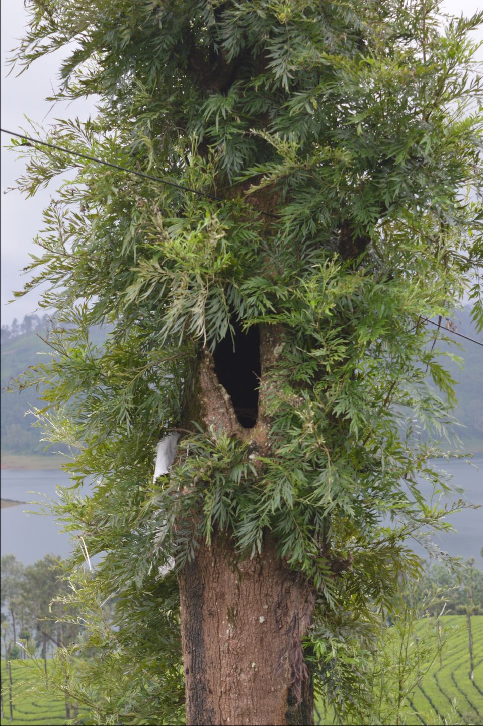 Photo of Valparai, Tamil Nadu, India by Siju Sebastian