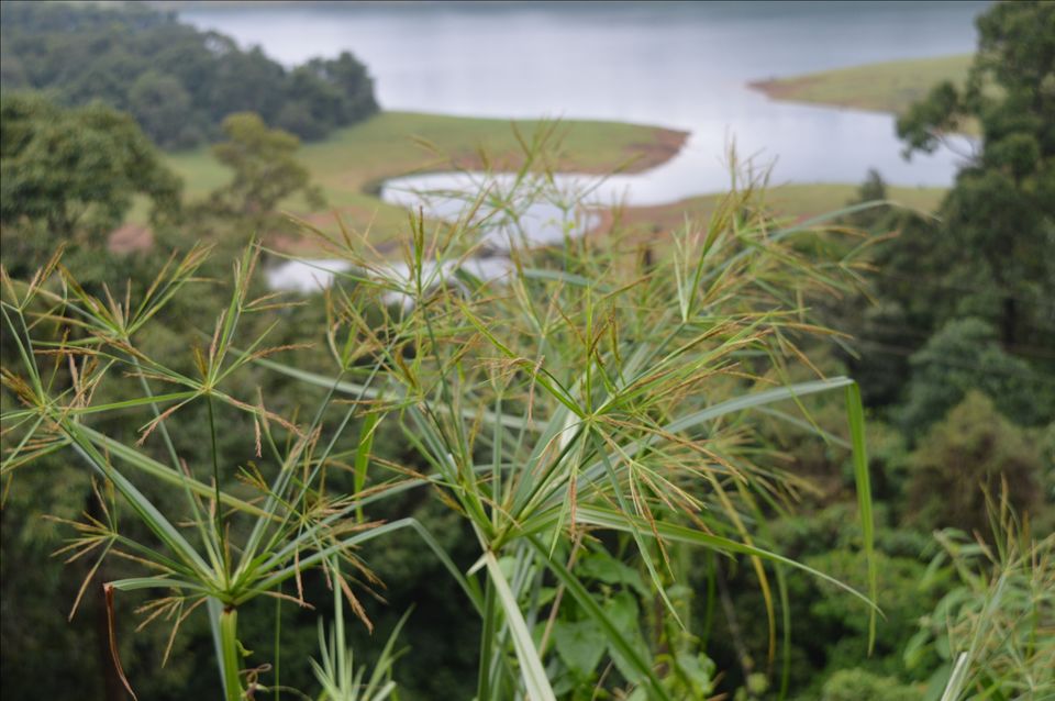 Photo of Valparai, Tamil Nadu, India by Siju Sebastian