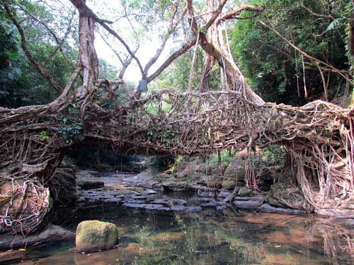 Photo of Living Root Bridge, East Khasi Hills, Meghalaya, India by Radhika Murthy