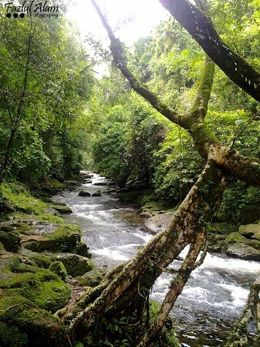 Photo of Living Root Bridge, East Khasi Hills, Meghalaya, India by Radhika Murthy