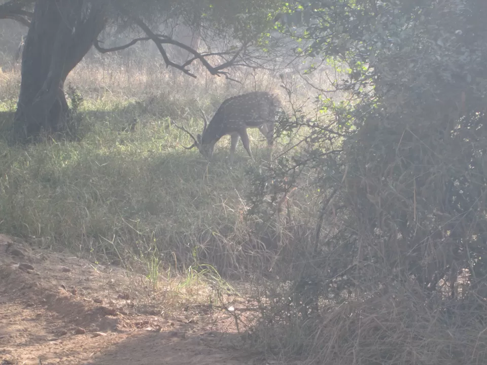 Photo of Sariska National Park, Alwar, Rajasthan, India by Radhika Murthy