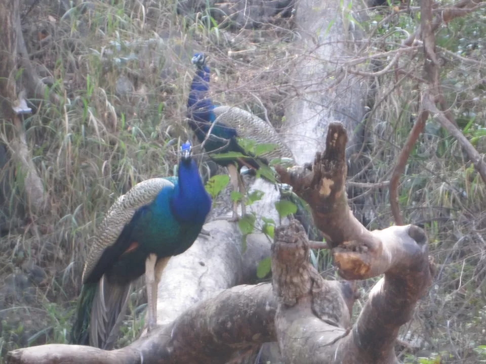 Photo of Sariska National Park, Alwar, Rajasthan, India by Radhika Murthy