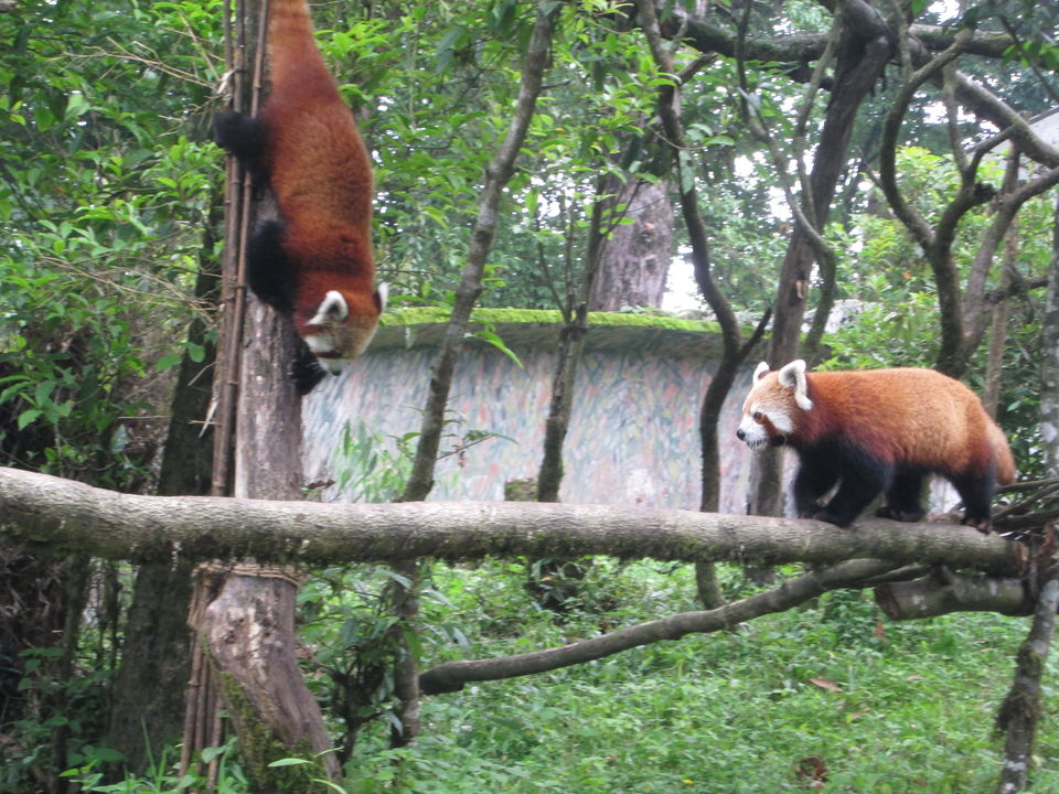 Photo of A day in Darjeeling 1/5 by Radhika Murthy