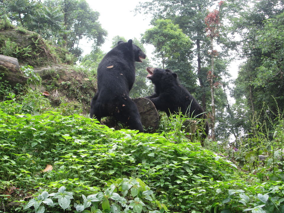 Photo of A day in Darjeeling 2/5 by Radhika Murthy