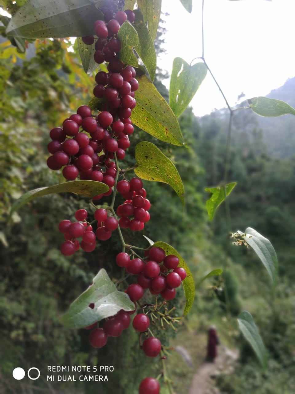 Photo of CHARGE YOUR NEURONS IN HIMACHAL'S BEST KEPT SECRET - "THE TIRTHAN VALLEY" by Vikash Thakur