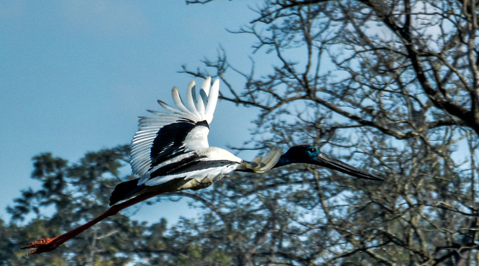 Photo of Kaziranga National Park, Kanchanjuri, Assam, India by Anwesh Chatterjee