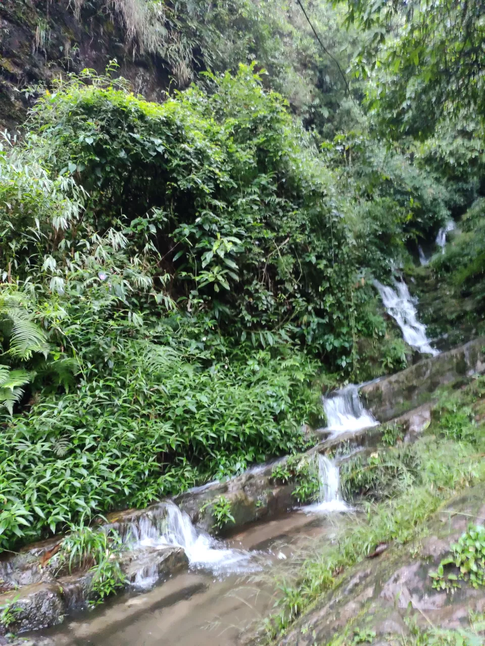 Photo of Upper Shillong Forest, Law Sohtun, Shillong, Meghalaya, India by Debajani Gohain