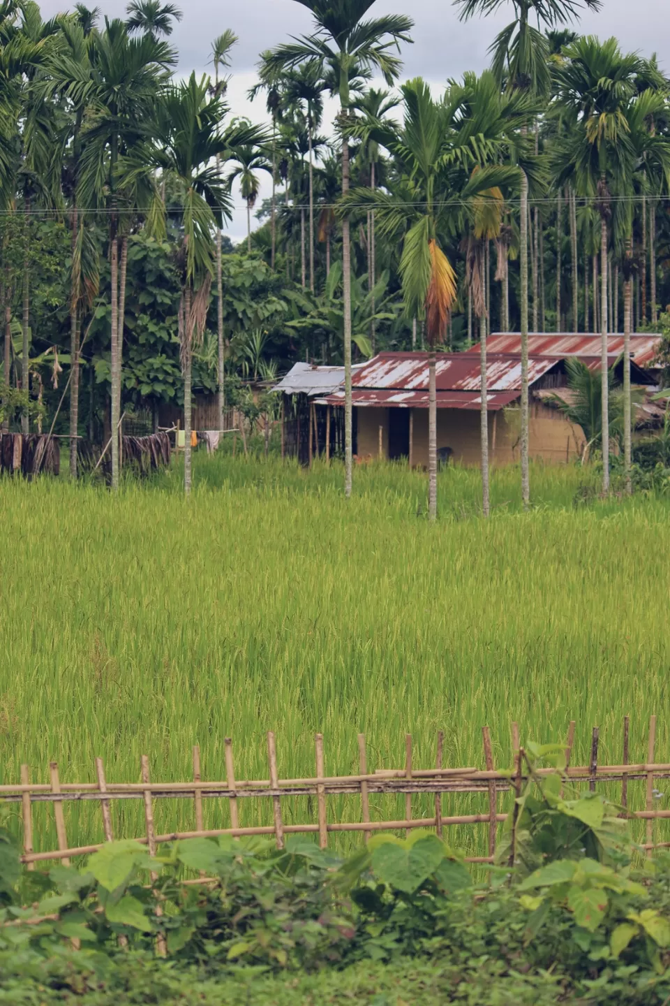 Photo of Charaideo Maidam, Bokopukhuri Habi, Assam, India by Debajani Gohain
