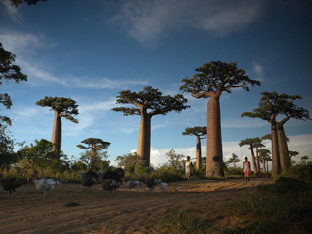 Photo of Madagascar by Pritha Puri