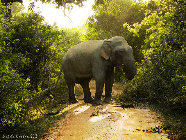 Photo of Sri Lanka by Pritha Puri