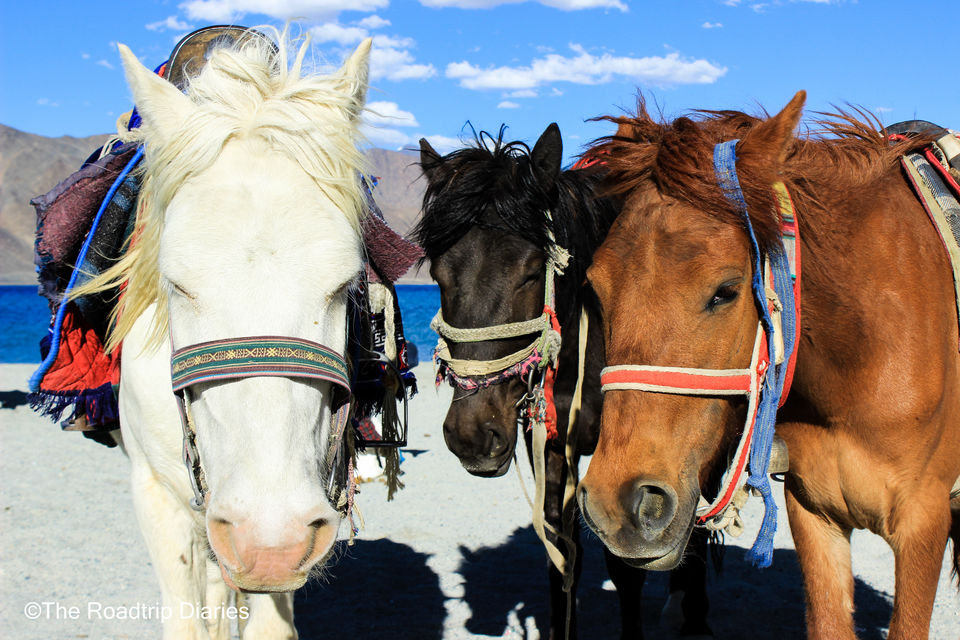 Photo of Faces Of Ladakh: Stories Of Friends And Strangers by Pritha Puri