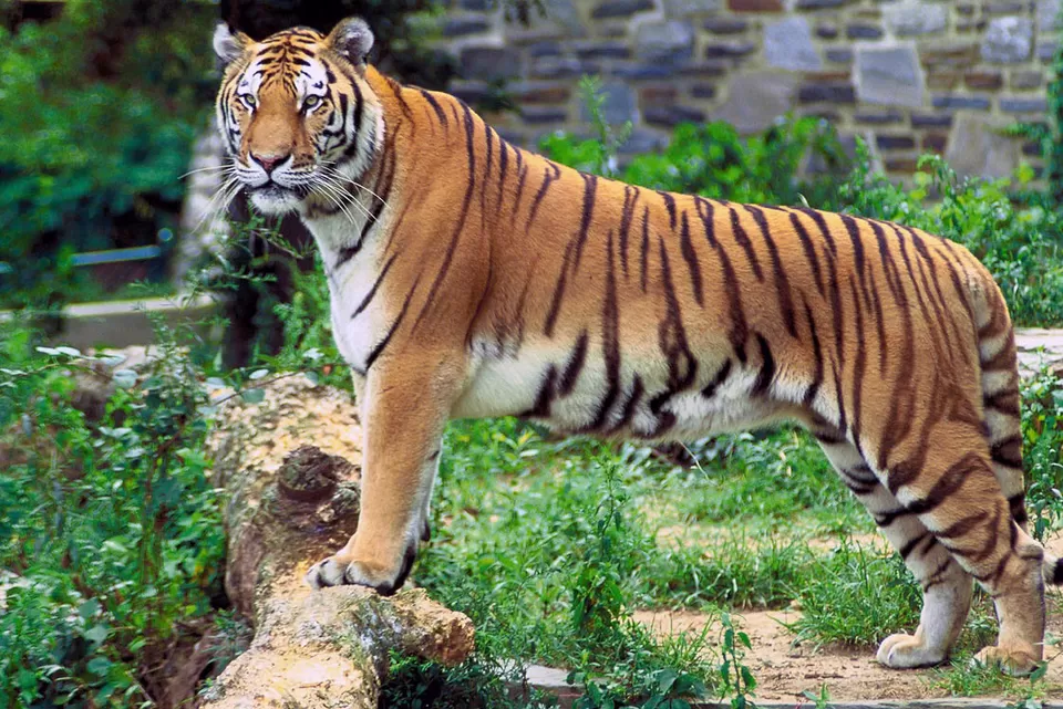 Photo of Dudhwa National Park, Lakhimpur Kheri, Uttar Pradesh, India by Pritha Puri