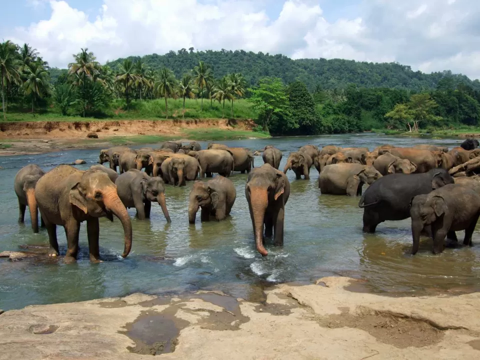 Photo of Millenium Elephant Foundation, Rambukkana, Sri Lanka by Pritha Puri
