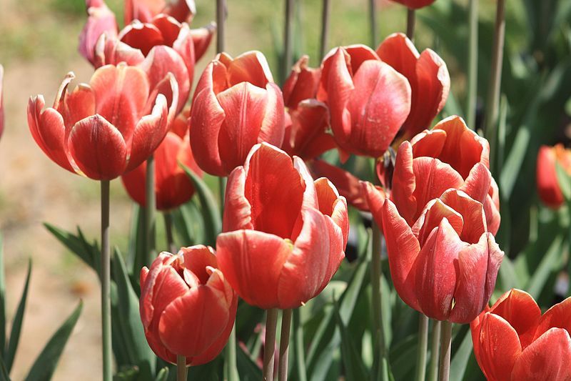 Photo of Srinagar Is Going To Be In Full Bloom At The Tulip Festival And This Is Why You Should Witness It by Pritha Puri
