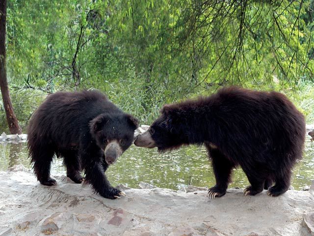 Photo of Jessore Sloth Bear Sanctuary, Gujarat, India by Pritha Puri