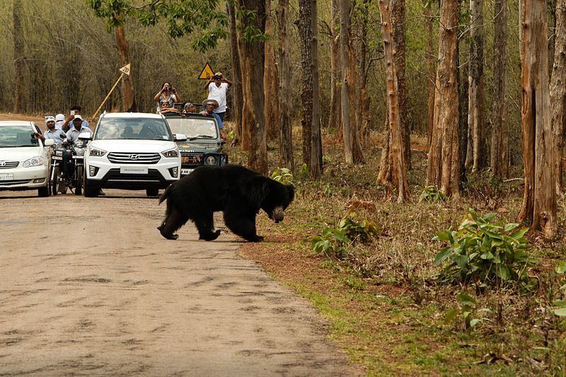 Photo of This Sloth Bear Sanctuary In Gujarat Is The Upcoming Destination Animal Lovers Are Crazy About by Pritha Puri
