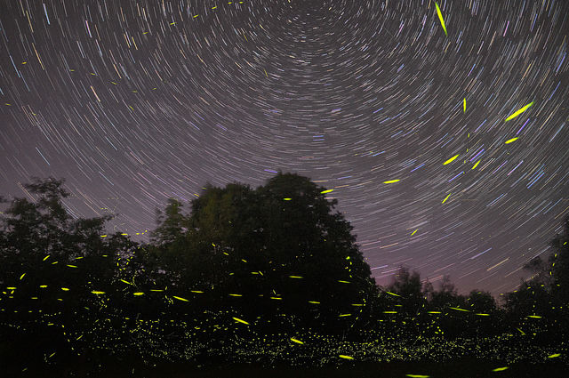 Photo of Rajmachi Fort: Trek with the Fireflies This Monsoon 1/1 by Pritha Puri
