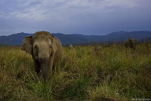 Photo of Jim Corbett National Park, Ramnagar, Uttarakhand, India by Pritha Puri