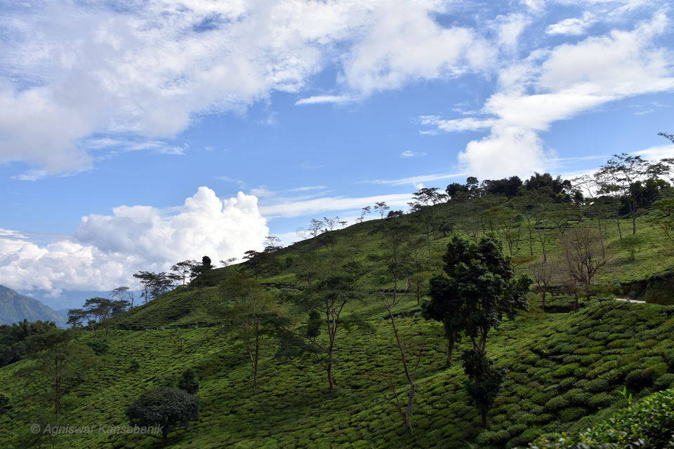 Photo of Runglee Rungliot Tea Factory, Rangli Rangliot, West Bengal, India by Amrita (Tale of 2 Backpackers)